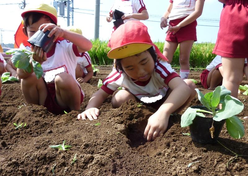 野菜の種まき・苗植えしたよ。の画像