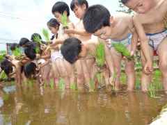 田植えの画像