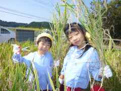 稲刈り　２の画像
