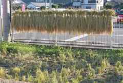 稲刈り　２の画像