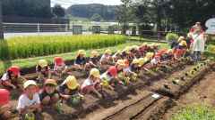 冬野菜の苗植えの画像