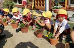 パンジー植えたよ！の画像