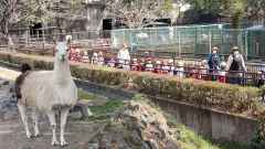 動物園に行きましたの画像